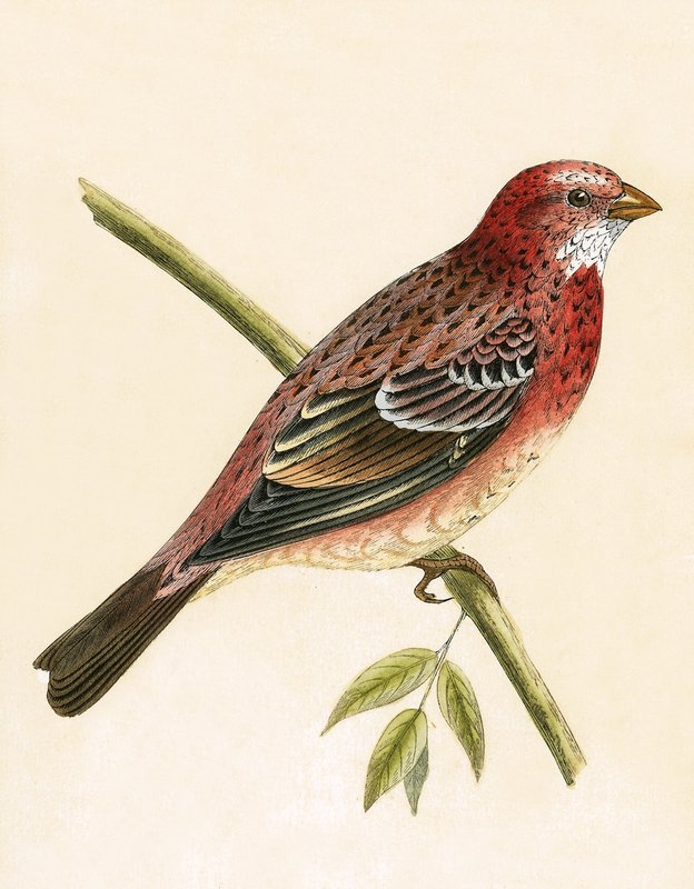 Rosy Bullfinch, illustration från "A History of the Birds of Europe Not Observed in the British Isles" av Charles Robert Bree (1811-86), publicerad 1867 av English School