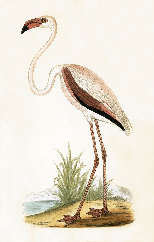 Rosy Flamingo, ata mai le 