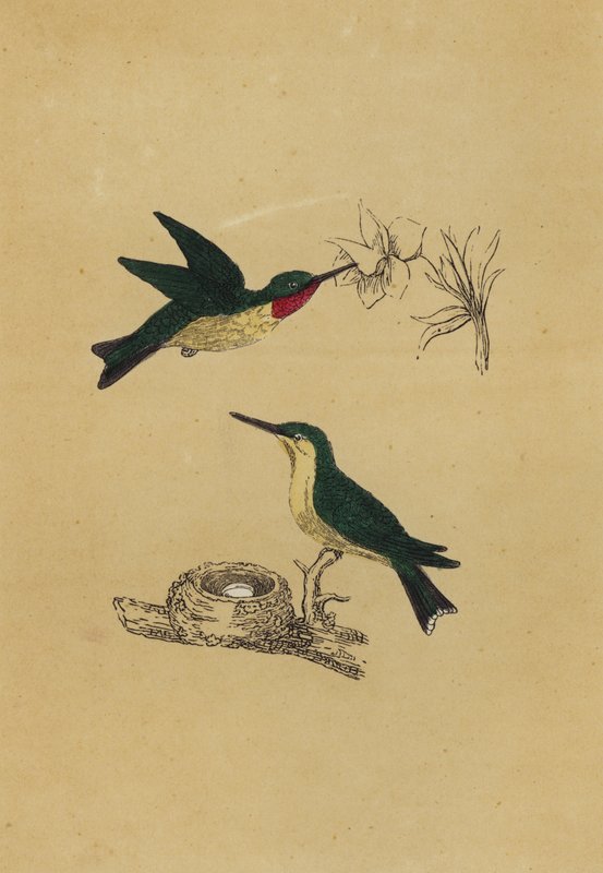Rubinhakad kolibri (färglitografi) av English School