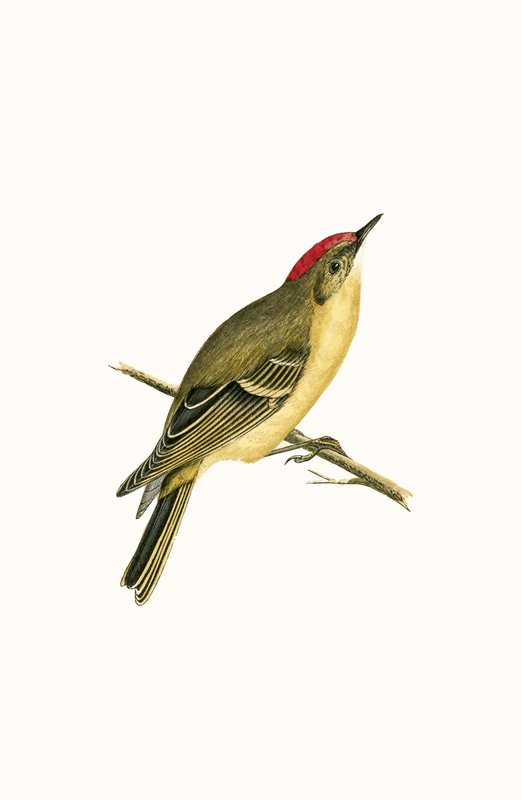 Ruby Crowned Kinglet, illustration från "A History of the Birds of Europe Not Observed in the British Isles" av Charles Robert Bree (1811-86), publicerad 1867 av English School