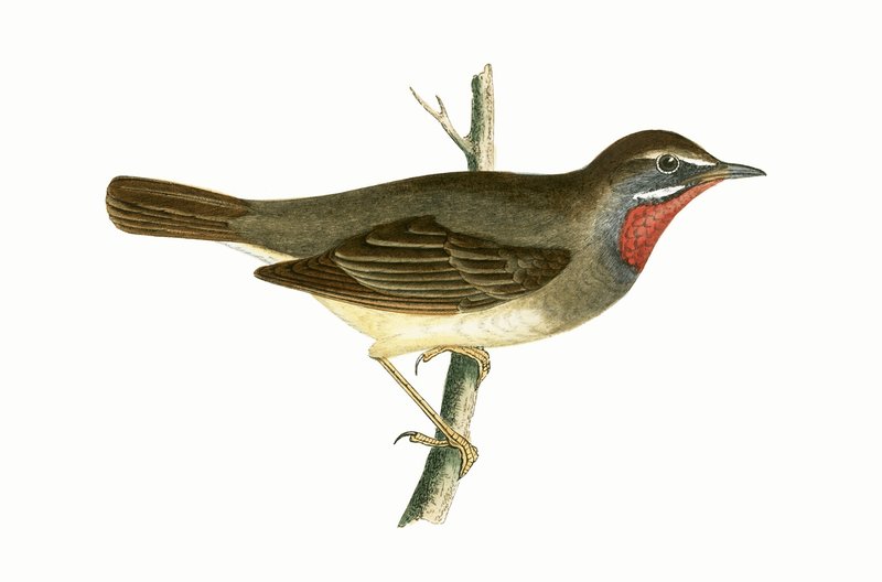 Ruby Throated Warbler, illustration från "A History of the Birds of Europe Not Observed in the British Isles" av Charles Robert Bree (1811-86), publicerad 1867. av English School