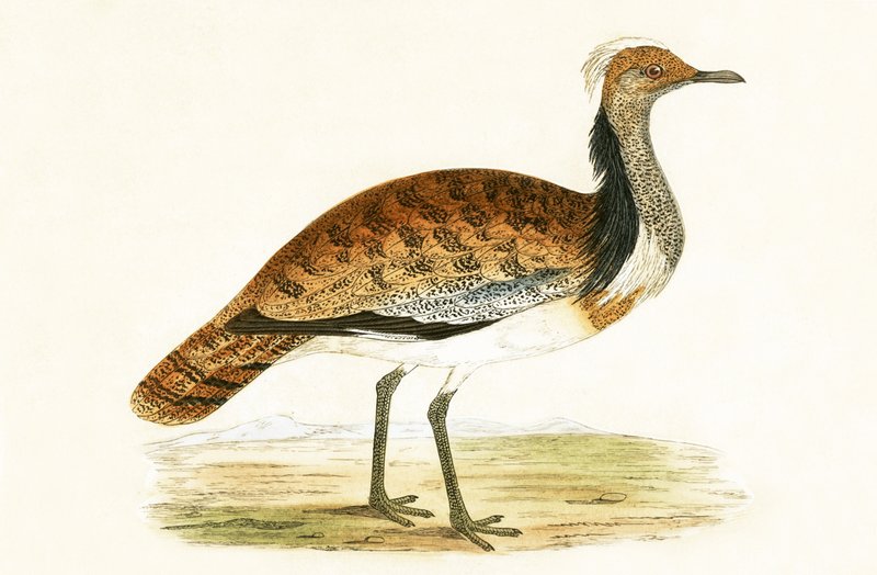 Ruffed Bustard, illustration från "A History of the Birds of Europe Not Observed in the British Isles" av Charles Robert Bree (1811-86), publicerad 1867 av English School