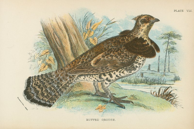 Ruffed Grouse av English School