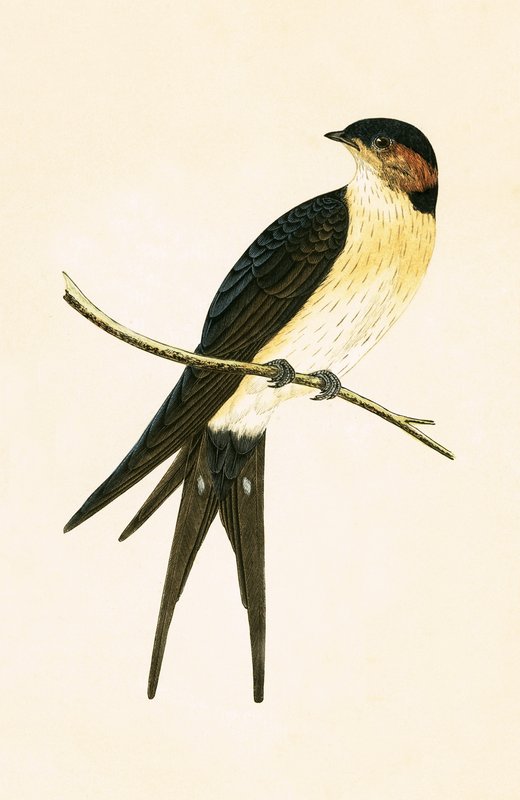 Rufous Swallow, illustration från "A History of the Birds of Europe Not Observed in the British Isles" av Charles Robert Bree (1811-86), publicerad 1867 av English School