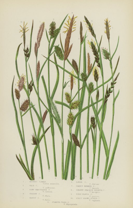 Russet Carex, Pale Carex, Long Bracteated Carex, Yellow Carex, Tawny Carex, Loose Carex (färg litho) av English School