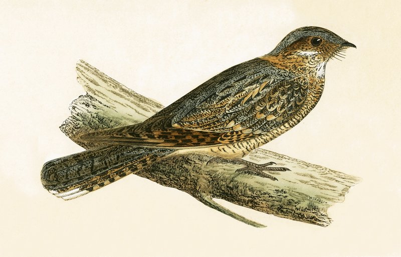 Russet Necked Nightjar, illustration från "A History of the Birds of Europe Not Observed in the British Isles" av Charles Robert Bree (1811-86), publicerad 1867 av English School