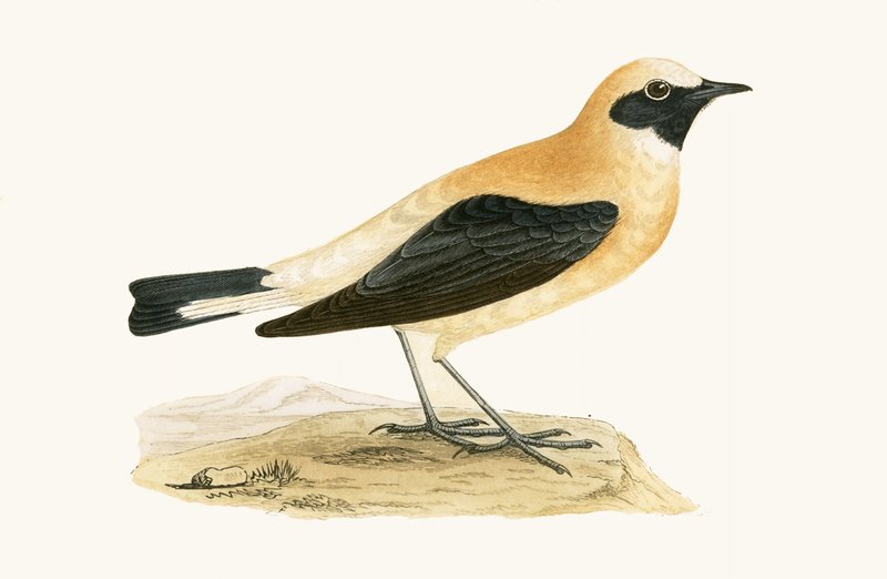 Russet Wheatear, illustration från "A History of the Birds of Europe Not Observed in the British Isles" av Charles Robert Bree (1811-86), publicerad 1867 av English School