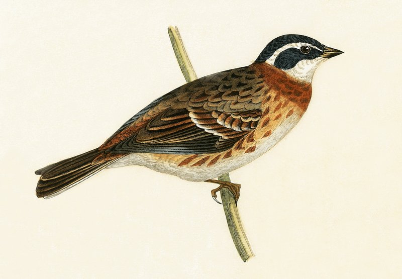 Rustic Bunting, illustration från "A History of the Birds of Europe Not Observed in the British Isles" av Charles Robert Bree (1811-86), publicerad 1867 av English School