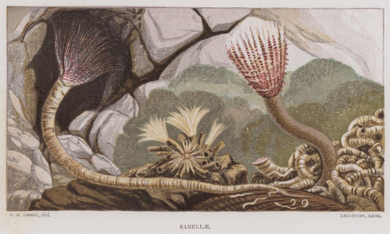 Sabelle (färg litho) av English School