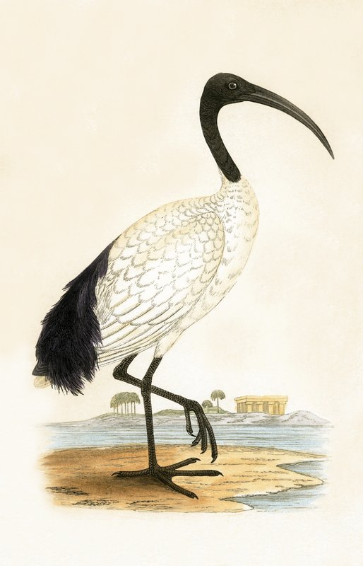 Sacred Ibis, illustration från "A History of the Birds of Europe Not Observed in the British Isles" av Charles Robert Bree (1811-86), publicerad 1867 av English School