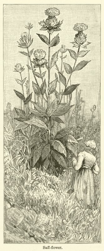 Saffransblomma (gravyr) av English School