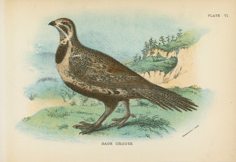 Sage Grouse av English School