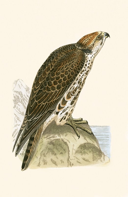 Saker Falcon, illustration från "A History of the Birds of Europe Not Observed in the British Isles" av Charles Robert Bree (1811-86), publicerad 1867 av English School