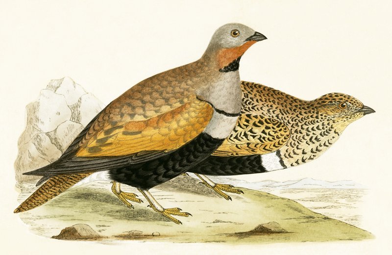 Sand Grouse, illustration från "A History of the Birds of Europe Not Observed in the British Isles" av Charles Robert Bree (1811-86), publicerad 1867 av English School