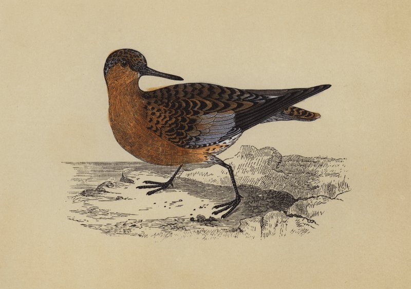Sandpiper (färglitografi) av English School