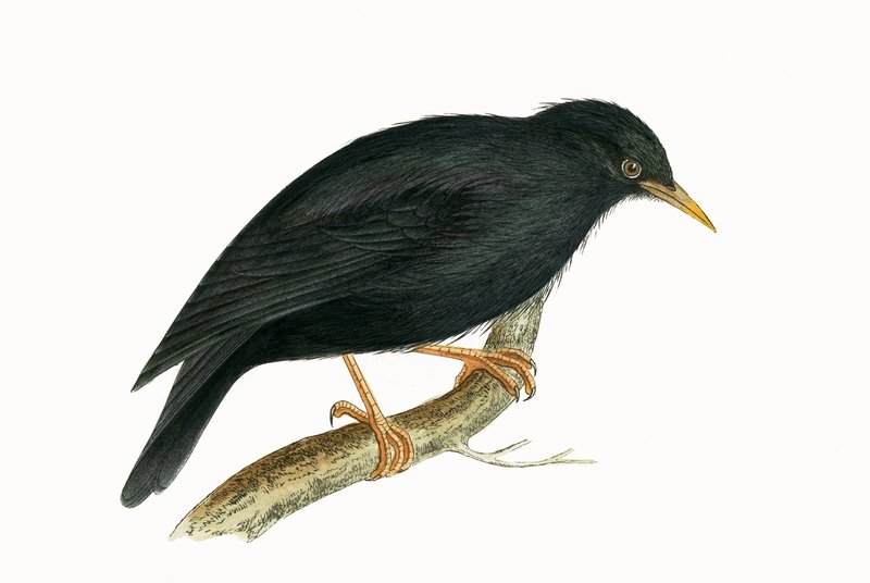 Sardinian Starling, illustration från 