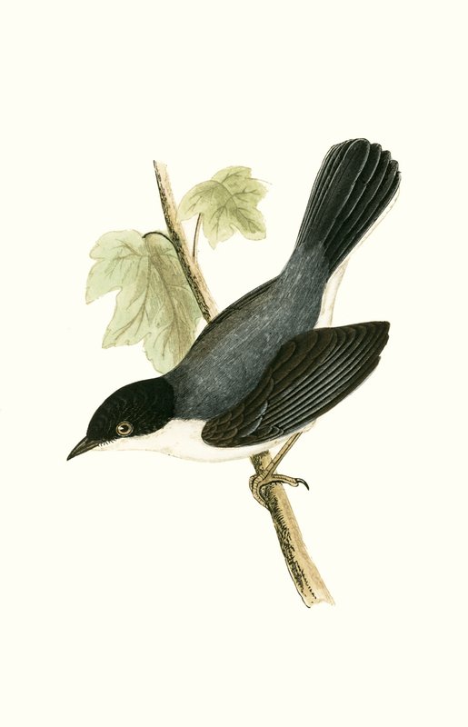 Sardinian Warbler, kielelezo kutoka 