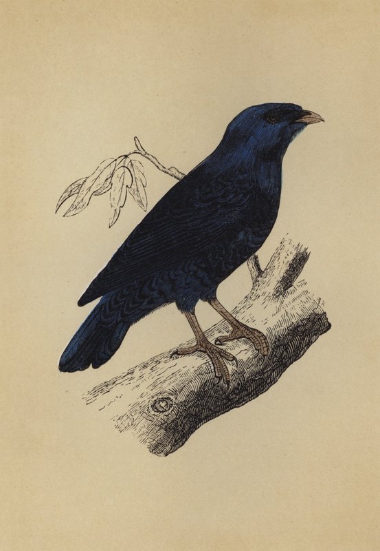 Satin Bird (färglitografi) av English School