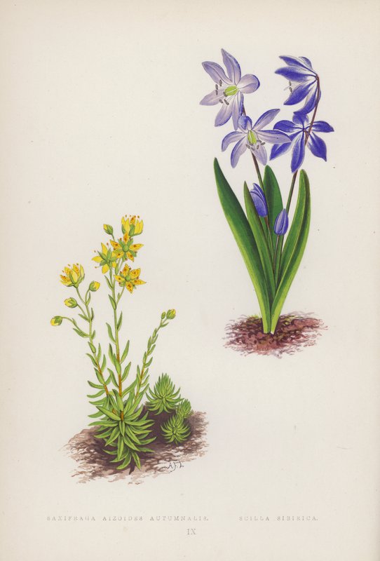 Saxifraga Aizoides Autumnalis; Scilla Sibirica (färg litho) av English School