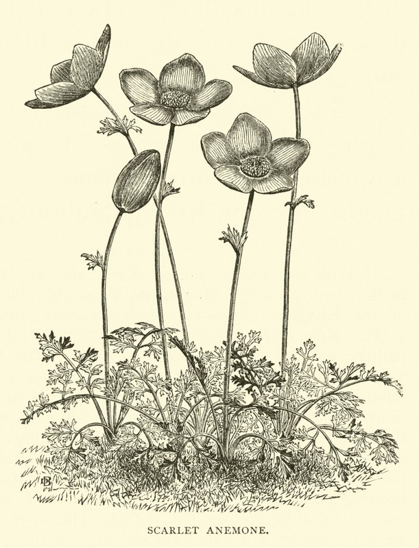 Scarlet anemone av English School