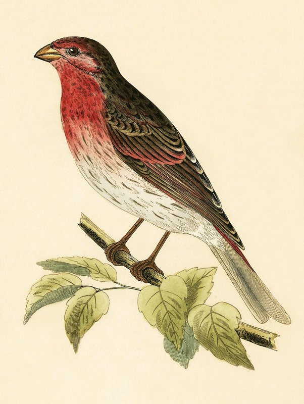Scarlet Bullfinch, illustration från "A History of the Birds of Europe Not Observed in the British Isles" av Charles Robert Bree (1811-86), publicerad 1867 av English School