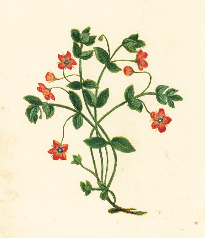 Scharlakansröd pimpernell, Anagallis Arvensis (färglitografi) av English School