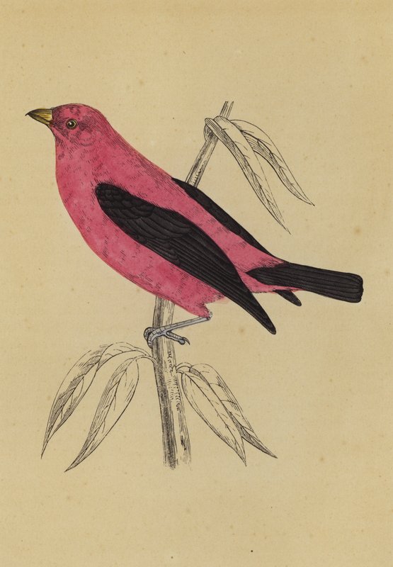 Scarlet Tanager (färglitografi) av English School