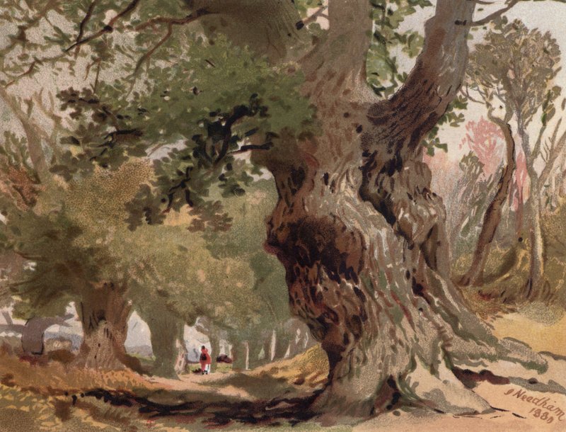 Scen i Sherwood Forest (färg litho) av English School