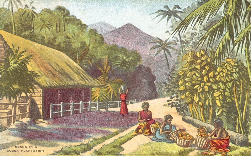 Scen i en kakaoplantage (färg litho) av English School