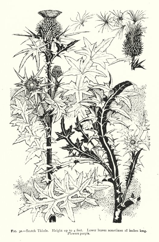 Scotch Thistle; Höjd upp till 4 fot; Nedre blad ibland 18 tum långa; Blommor lila (gravyr) av English School