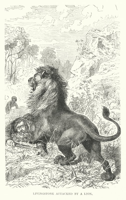 Den skotske missionären David Livingstone attackerad av ett lejon i Afrika (gravyr) av English School