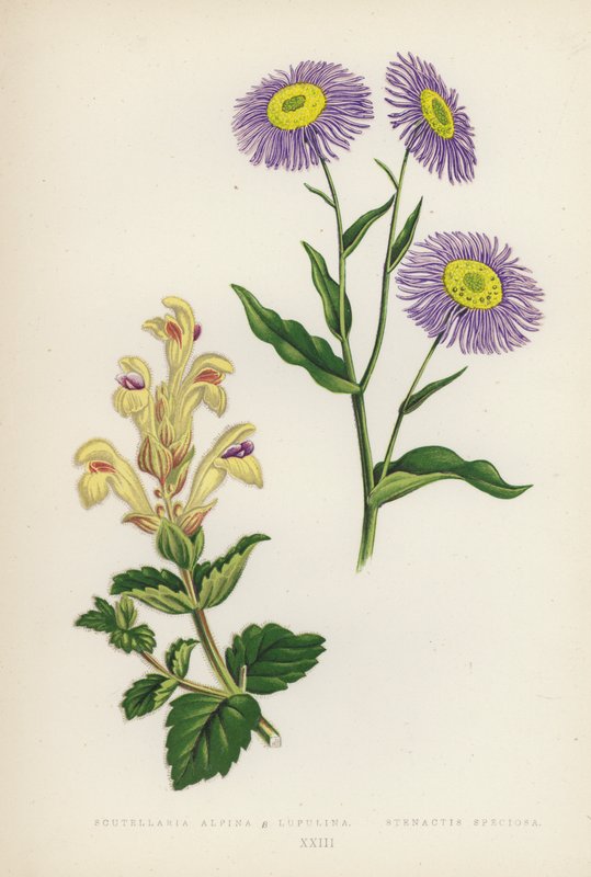 Scutellaria Alpina B Lupulina; Stenactis Speciosa (färglitografi) av English School