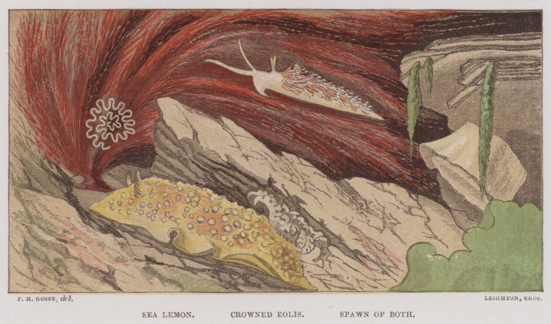 Sea Lemon, Crowned Eolis, Spawn of Both (färg litho) av English School