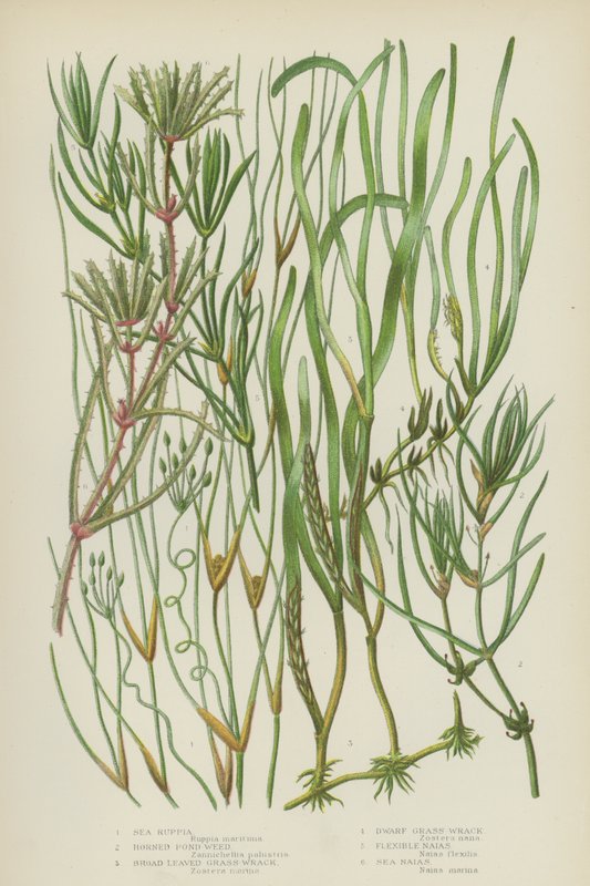 Sea Ruppia, Horned Pond Weed, bredbladig grästång, Dvärggräs-tång, Flexibel Naias, Sea Naias (färg litho) av English School