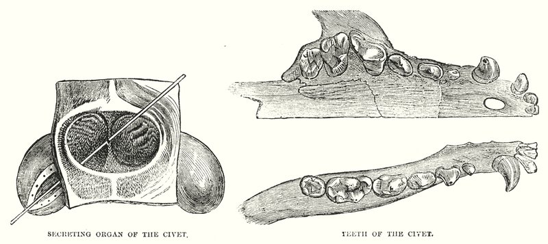 Civets utsöndrande organ, Civetens tänder (gravyr) av English School