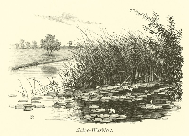 Sedge-Warblers av English School
