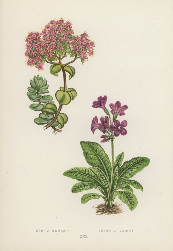 Sedum Ewersii; Primula Amoena (färglitografi) av English School