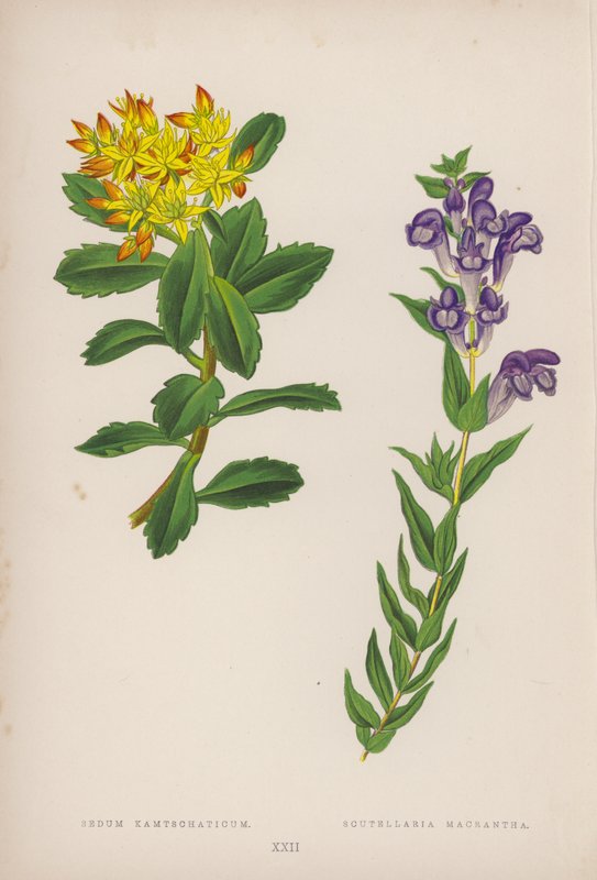 Sedum Kamtschaticum; Scutellaria Macrantha (färglitografi) av English School