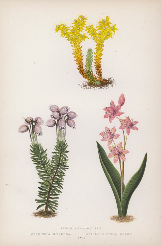 Sedum Sexangulare; Menziesia Scilla Bifolia Röd (färg litho) av English School