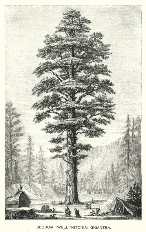 Sequoia (Wellingtonia) Gigantea (gravyr) av English School