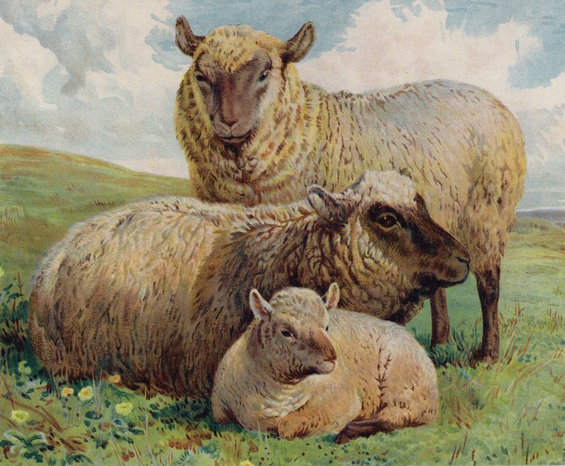 Får och lamm (färg litho) av English School