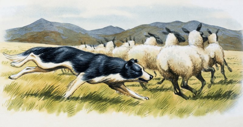 Fårhund av English School