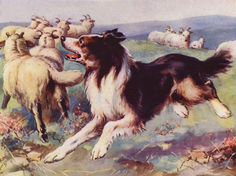 Fårhund på jobbet (färg litho) av English School