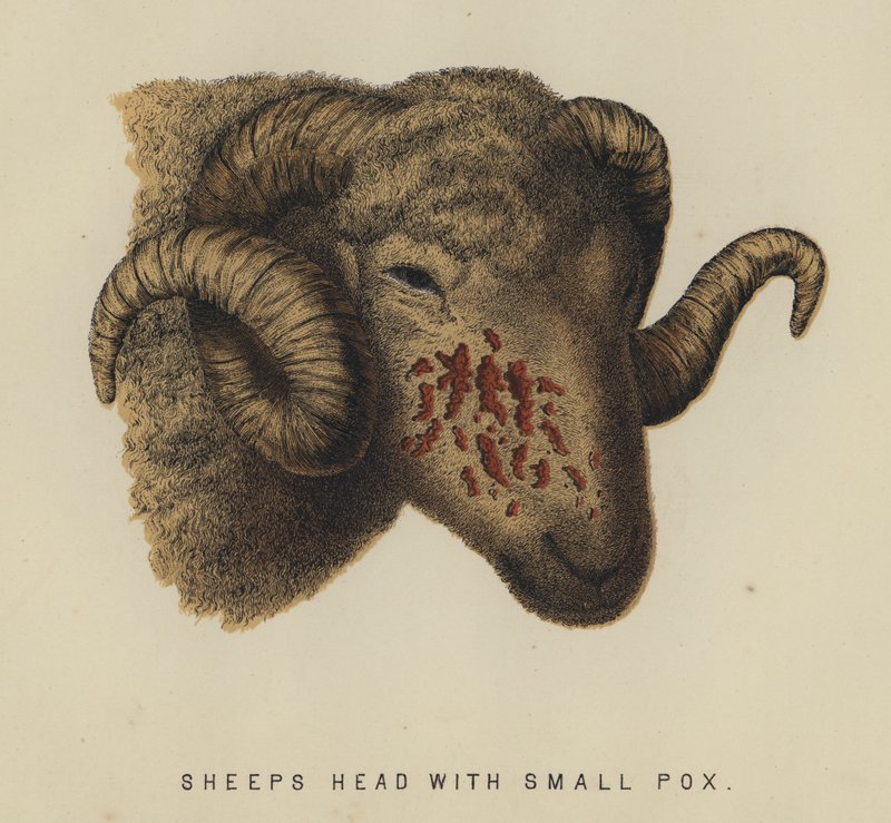 Fårhuvud med smittkoppor (färg litho) av English School
