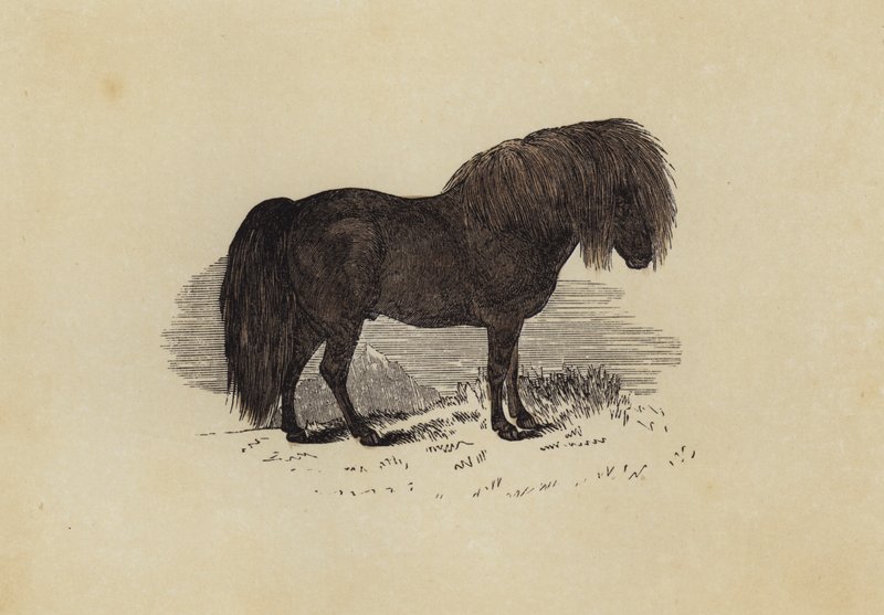 Shetlandsponny (färg litho) av English School