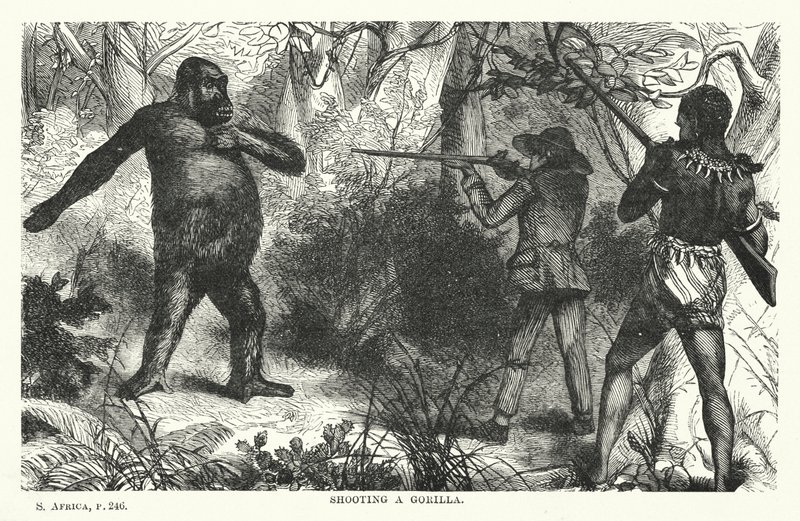 Att skjuta en gorilla (gravyr) av English School