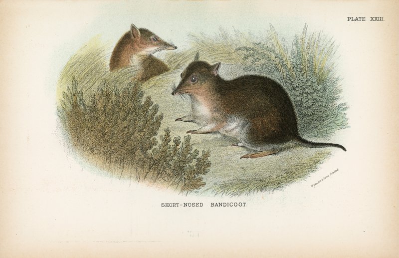 Kortnosad bandicoot av English School