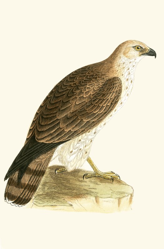 Short Toed Eagle, illustration från "A History of the Birds of Europe Not Observed in the British Isles" av Charles Robert Bree (1811-86), publicerad 1867 av English School