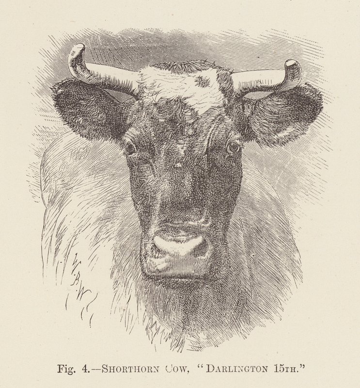 Shorthornko, "Darlington 15th" (gravyr) av English School