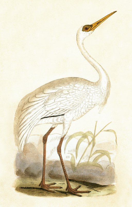 Siberian Crane, illustration från "A History of the Birds of Europe Not Observed in the British Isles" av Charles Robert Bree (1811-86), publicerad 1867 av English School